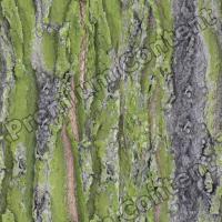 Seamless Bark 0015